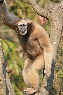Hoolock Gibbon by Dr Raju Kasambe 01.JPG