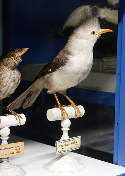 File:Hoopoe starling in Paris.jpg