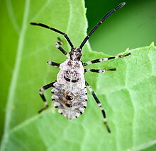 Horned Squash Bug (Anasa armigera) nymph