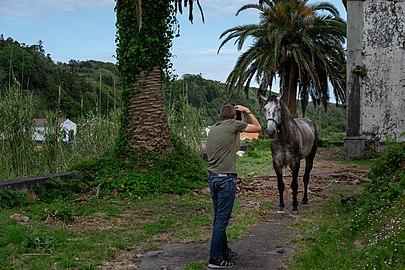 Horse at Nossa Senhora da Ajuda (Pedro Miguel), Faial Island, Azores, Portugal