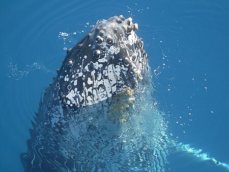 ไฟล์:Humpback Whale.jpg