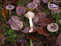 Hygrophorus hypothejus 1. jpg