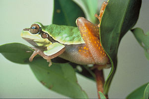 Hyla andersonii.JPG