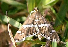 Hymenia recurvalis1.jpg