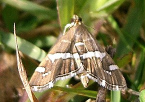 Beschrijving van de afbeelding Hymenia recurvalis1.jpg.