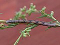 Hypoxystis pluviaria (larva) - Пяденица дроковая (гусеница) (39116740940).jpg