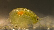 A freshwater shrimp with an acanthocephalan (orange) in its body cavity. Ducks eat the shrimps and become infected with the parasites. IMGP7610-Hyalella azteca with acanthocephalan in body cavity!.jpg