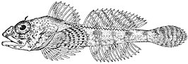 Icelinus burchami