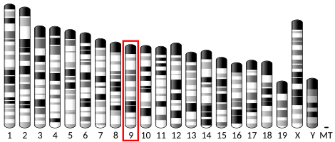 File:Ideogram house mouse chromosome 9.svg