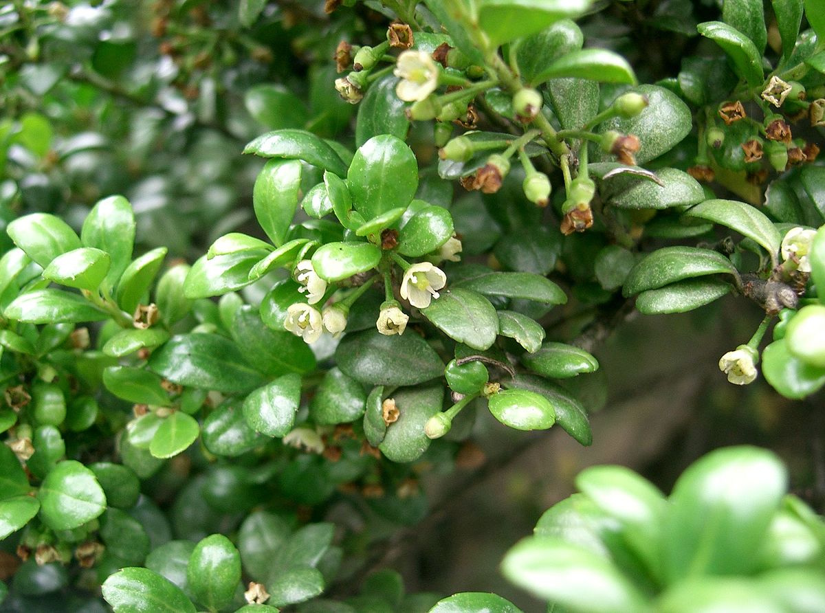 Ilex crenata