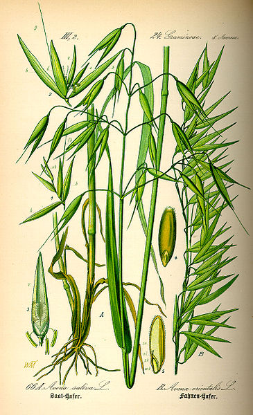 File:Illustration Avena sativa0.jpg