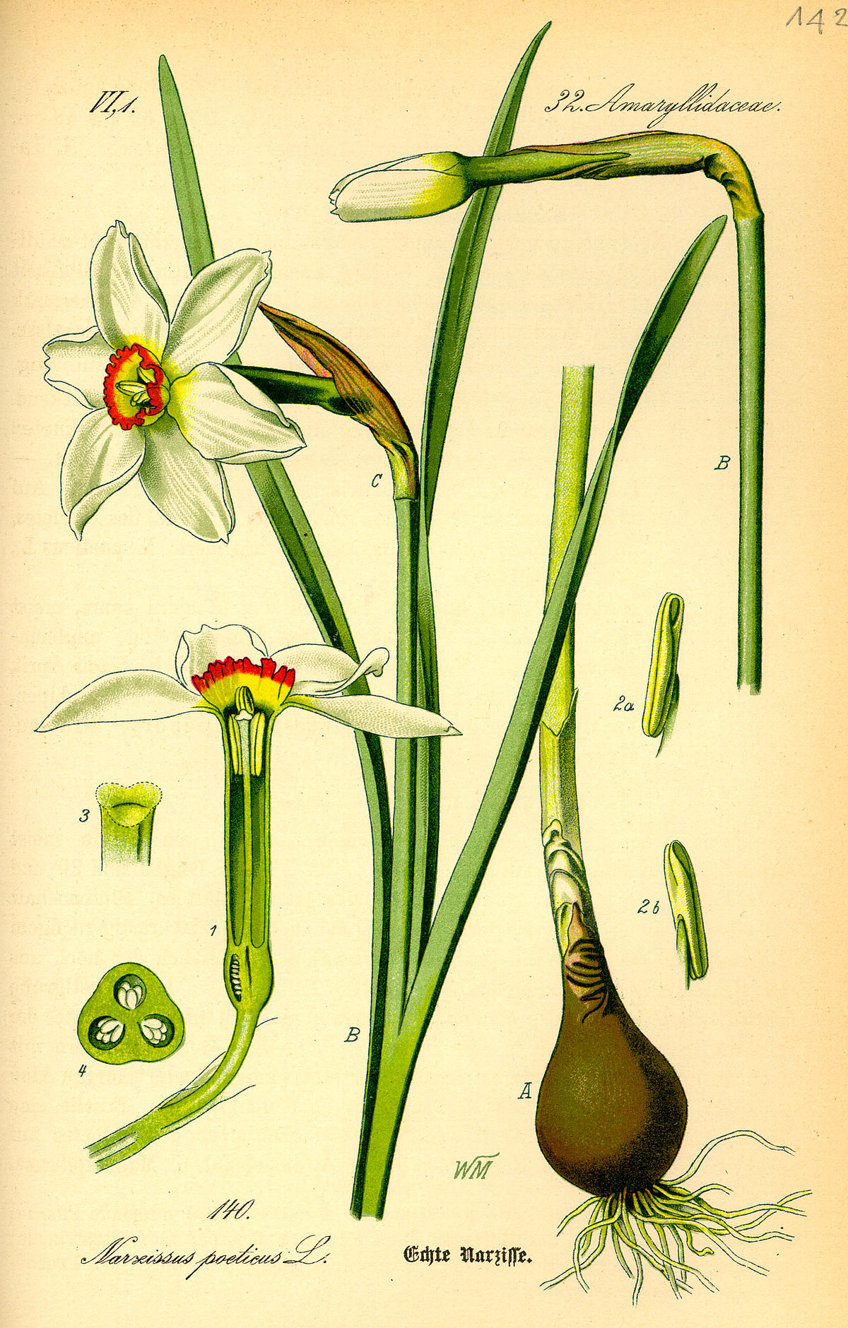 Narcissus - Wikispecies