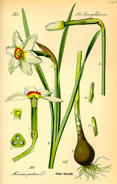 N. poeticus. Thomé: Flora von Deutschland, Österreich und der Schweiz (1885) 1. Longitudinal section, 2. Anthers, 3. Stigma, 4. Cross section of ovary