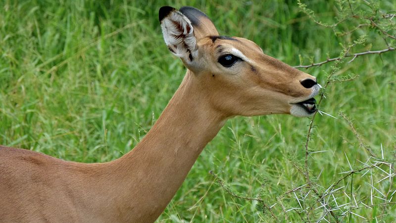 File:Impala (Aepyceros melampus) (6032460377).jpg