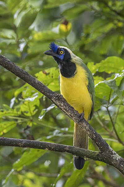 File:Inca jay (Cyanocorax yncas) Las Tangaras.jpg