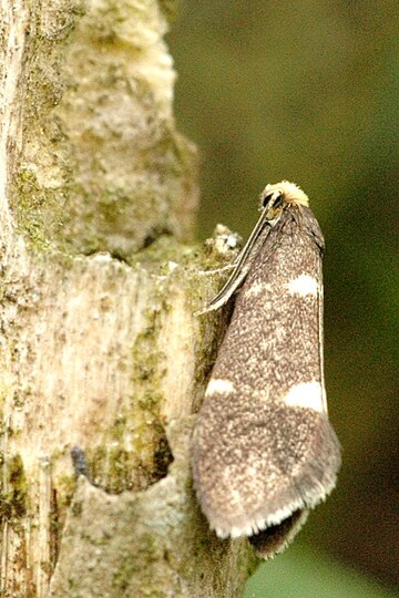 Incurvaria vetulella