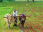 Thumbnail for Agricultural insurance in India