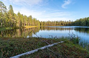 Utsikt västerut över tjärnen. I förgrunden en död tall.