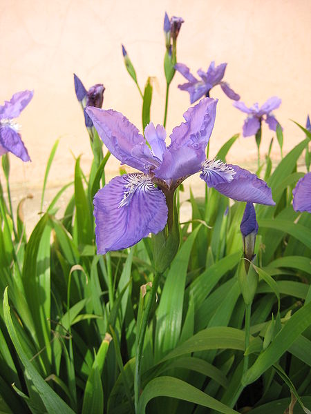 File:Iris tectorum 02.JPG