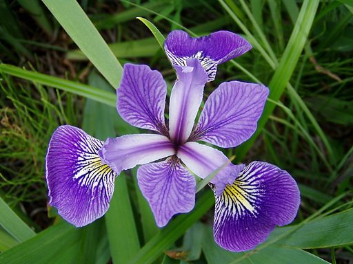 Iris versicolor 3