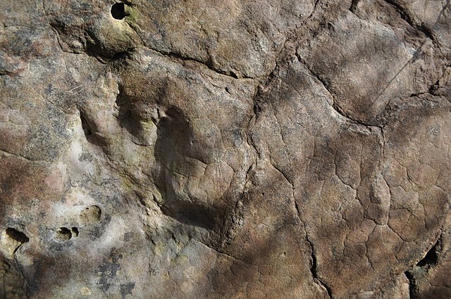 Chirotherium footprint in Triassic sediments