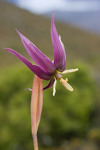 Изофизис тасманийский (Isophysis tasmanica) Гора Элиза, Национальный парк Тасмании