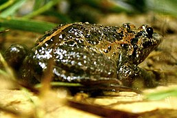 Круглоязикова жаба чорночервна