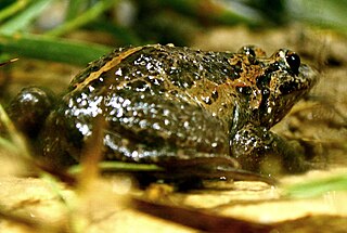 <span class="mw-page-title-main">Hula painted frog</span> Species of amphibian endemic to Israel