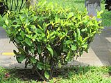 Ixora chinensis (Ixora) tree in RDA, Bogra