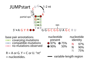 JUMPstart-RNA.svg