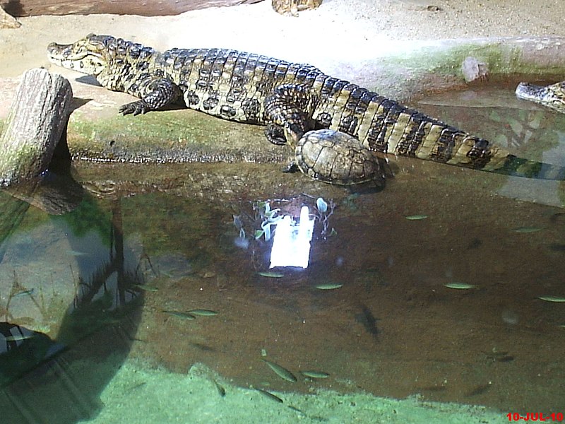 File:Jacaré do Pantanal (Caiman crocodilus yacare) - Aquário de São Paulo - panoramio.jpg