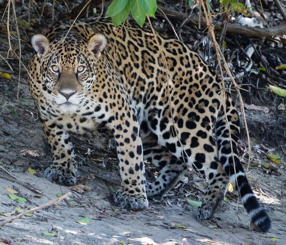 Jaguar Classification Chart