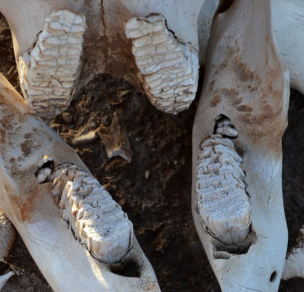 Closeup of the cheek teeth of a dead juvenile bush elephant