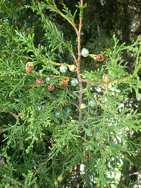 File:Juniperus thurifera 1c.JPG