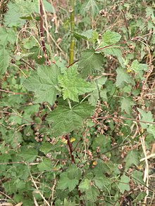 Kearnemalvastrum lacteum.jpg