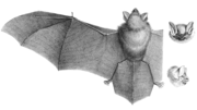 Thumbnail for Hardwicke's woolly bat