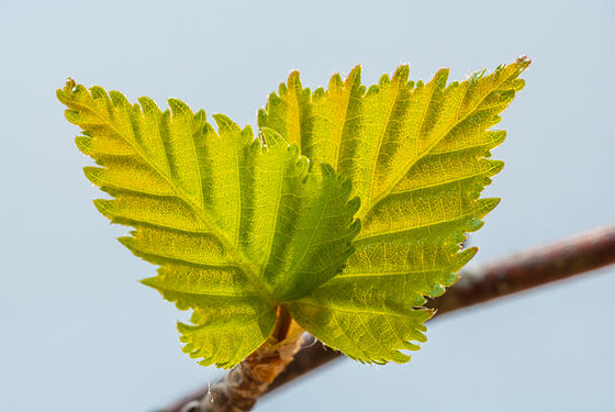 Two spring leaves