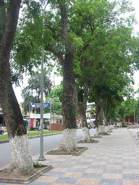 Chi Xà cừ