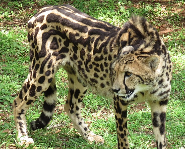 File:King Cheetah (cropped).jpg