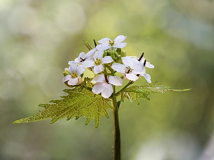 Flower of the garlic mustard flower.