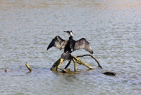 Great cormorant