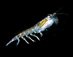 Antarktisk krill, Euphausia superba