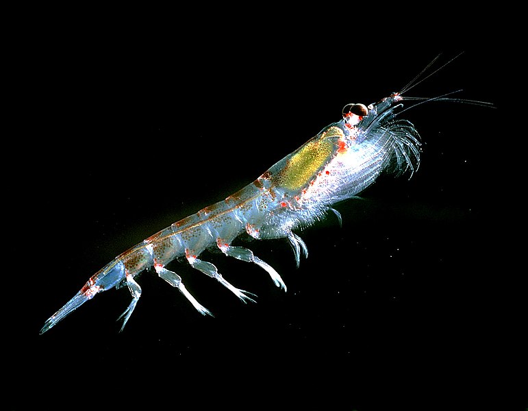 File:Krill666.jpg