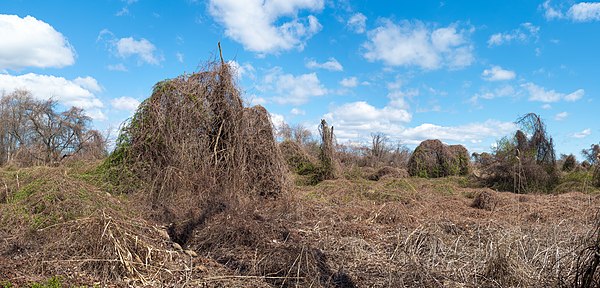 A blanket of kudzu over a section of woodlands in Queens, New York