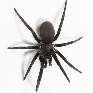 <i>Kukulcania geophila</i> species of arachnid