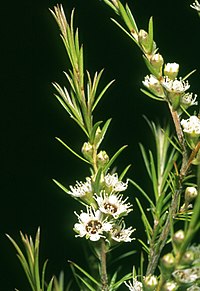 Kunzea linearis