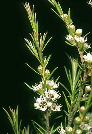 <i>Kunzea linearis</i> Species of flowering plant
