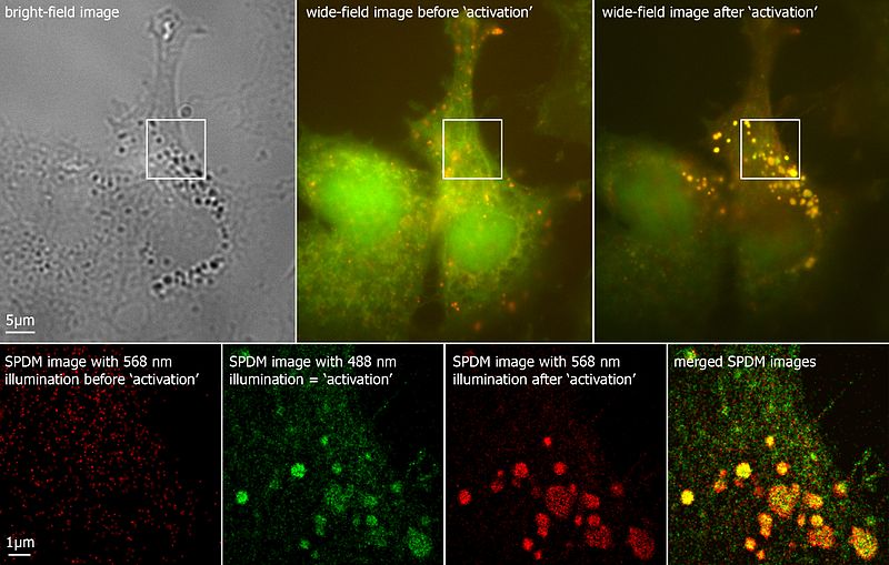 File:Label-free Localisation Microscopy SPDM - Super Resolution Microscopy Christoph Cremer.jpg