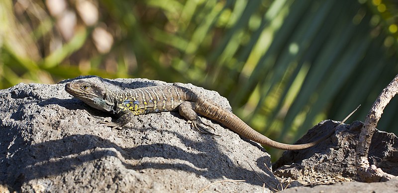 File:Lagarto tizón (Gallotia galloti), Icod de los Vinos, Tenerife, España, 2012-12-13, DD 01.jpg