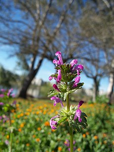 Lamium amplexicaule6.jpg